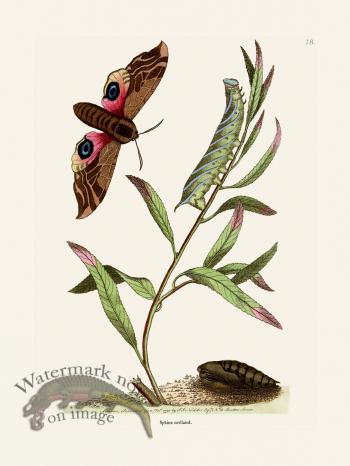 018 Sphinx Ocellated